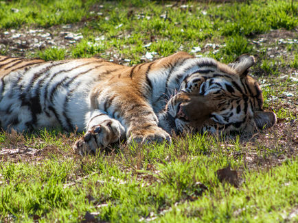 Remembering Padma: A Gentle Soul at Tiger Creek
