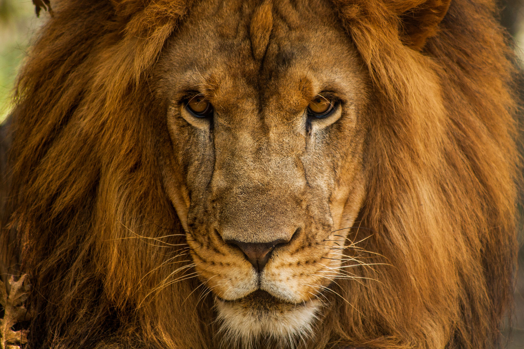 A close up of a male african lion gazing at the viewer.