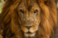 A close up of a male african lion gazing at the viewer.