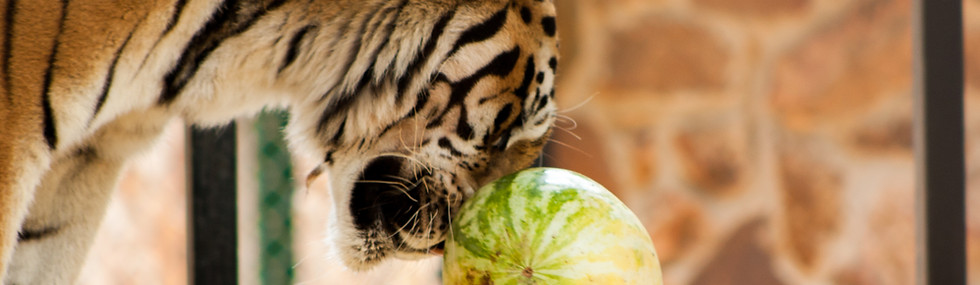 A tiger with his eyes closed nuzzles a watermelon.