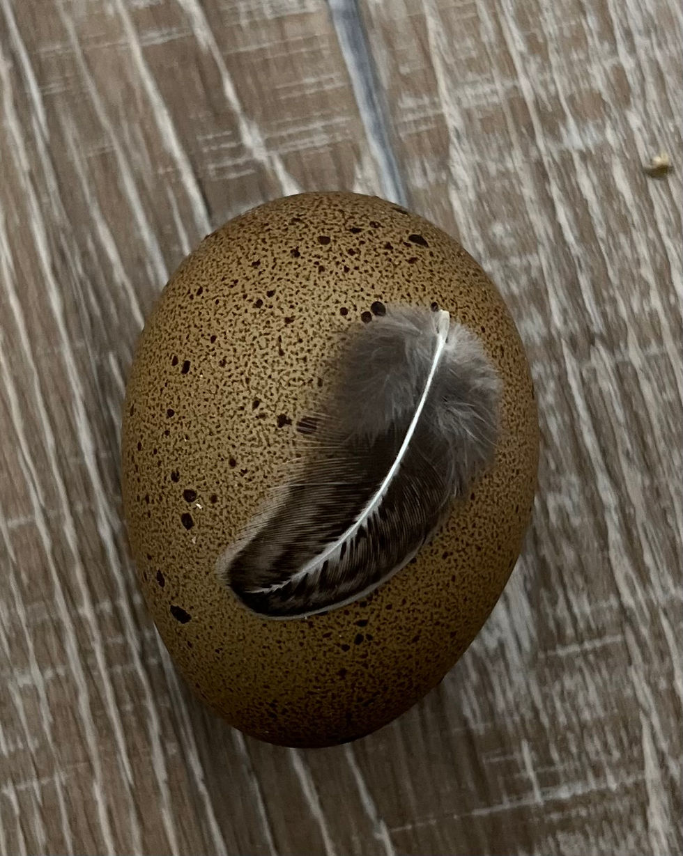 Thumbnail: Moss eggers