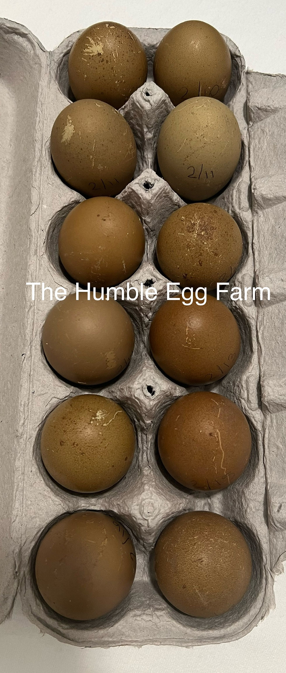 Thumbnail: Moss eggers
