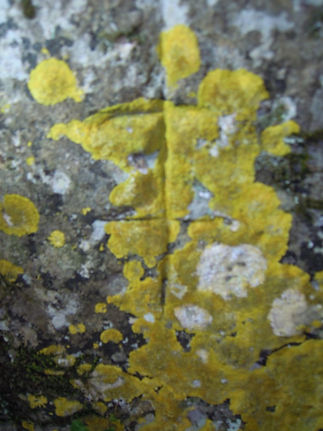 Cromlech du barrois09.jpg