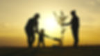 father mother child planting tree sunset. family silhouette. three people water plant plan