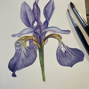 purple iris painting