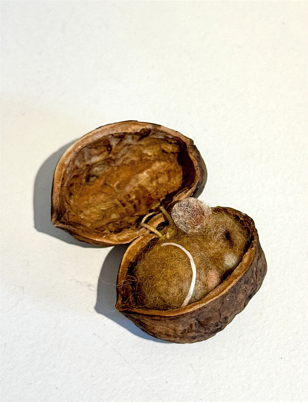 Tiny mouse in walnut shell on white surface
