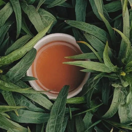 O que é ayahuasca: origens, plantas e tradição indígena