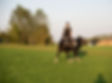 reiten