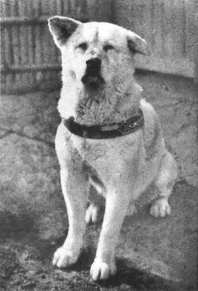Hachi, em seus últimos anos de vida.