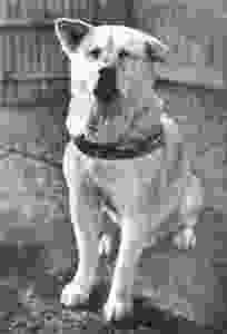 Hachi, em seus últimos anos de vida.