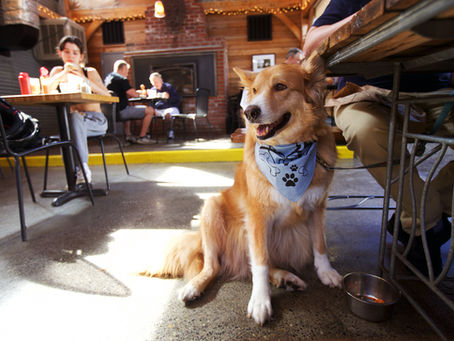 Furry dog sitting by his owner at a restaurant