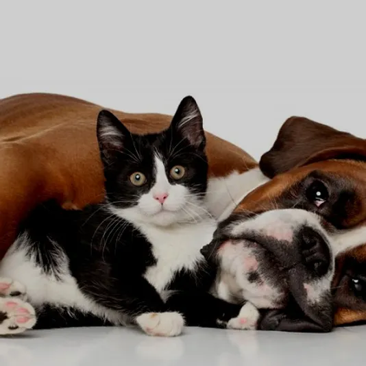 indian land pet sitting