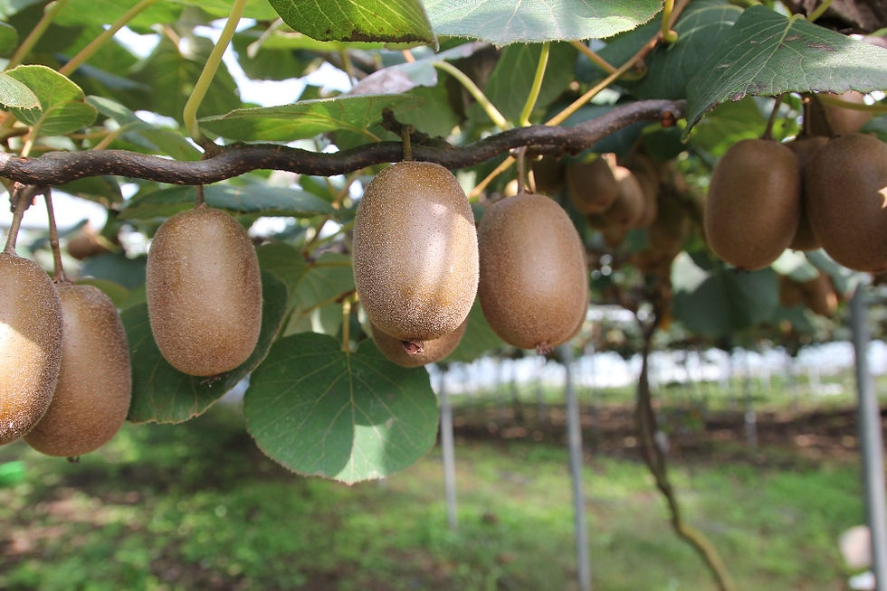 kiwi fruit growing on tree