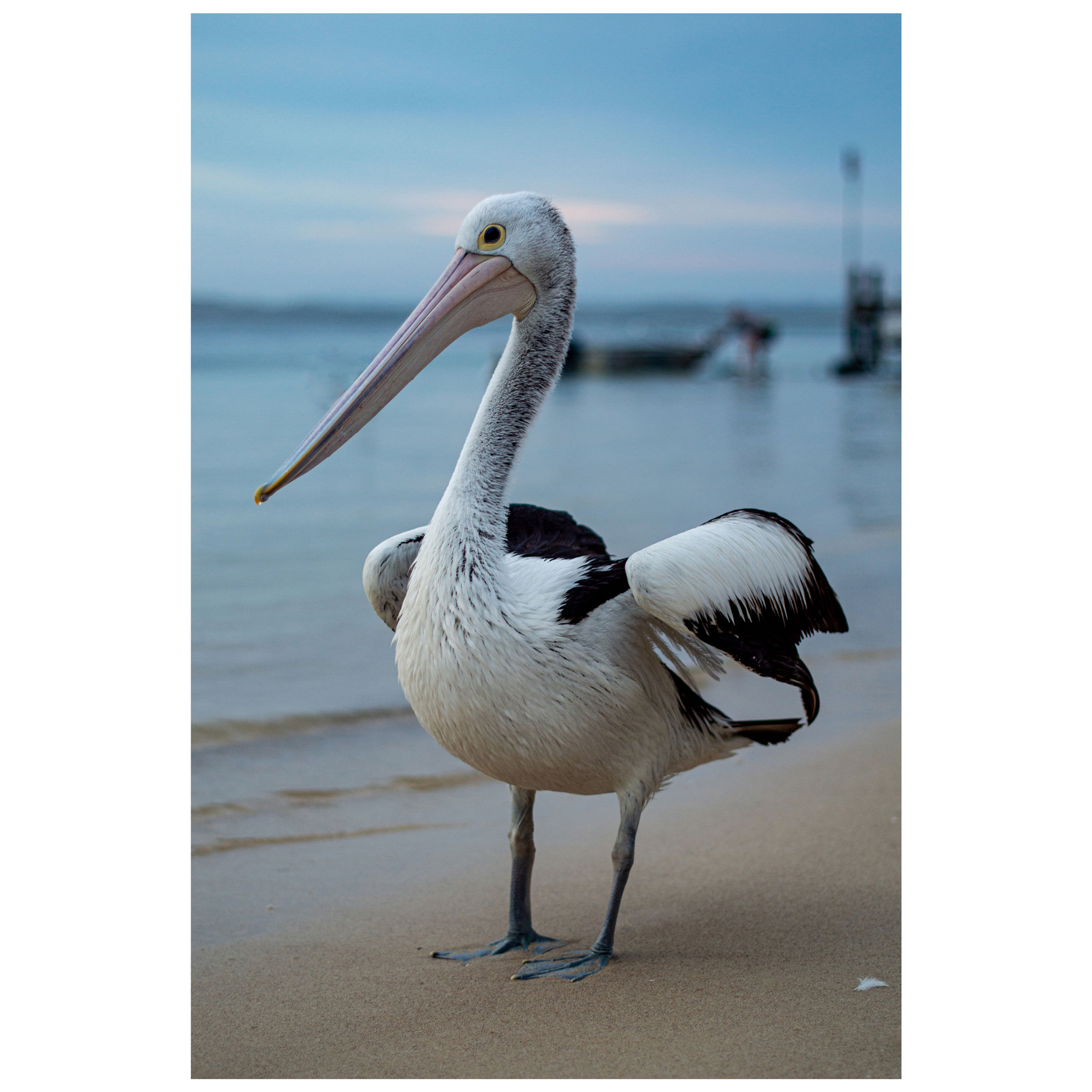 Portrait of a pelican at Little Beach by Glynis Quinlan