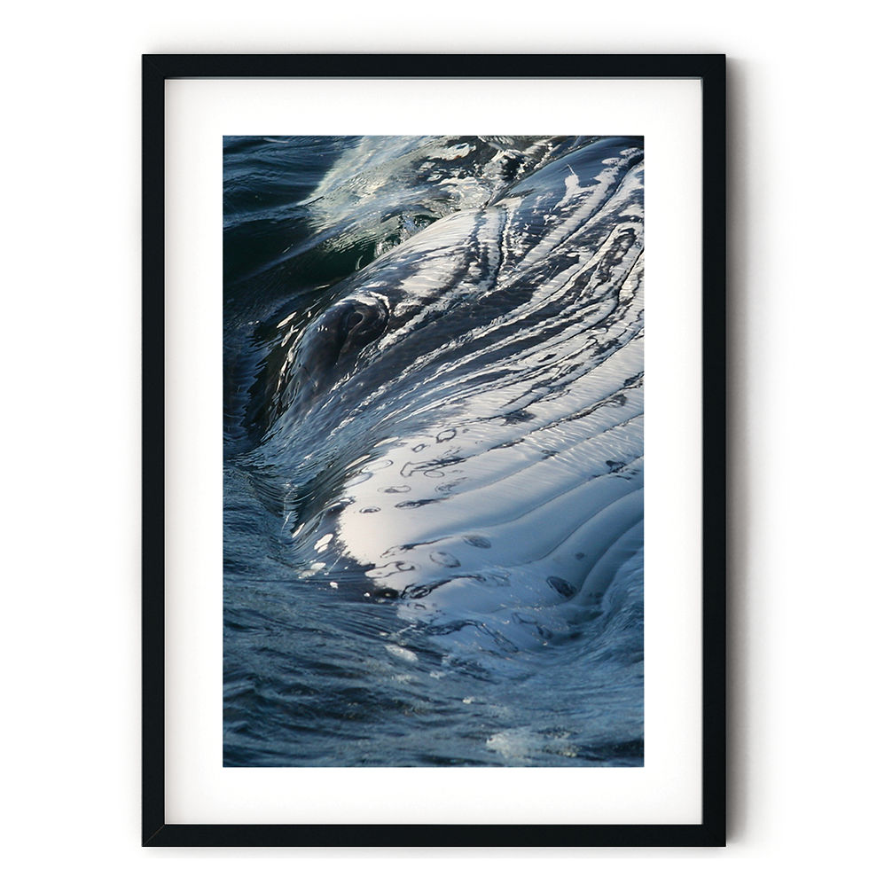 Thumbnail: Mugging of a sub adult Humpback Whale by Leanne Maffesoni