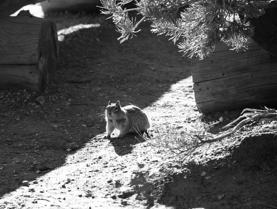 The Grand Canyon photography by Sam Mackey. Edited on adobe lightroom by sam mackey. 