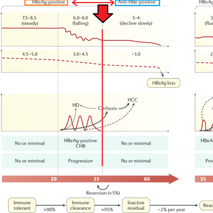 만성B형 간염, 30대 후반에서 E항원 혈청 전환의 관찰 - 동대문구 답십리, 역삼동, 우리안애 우리안愛 내과