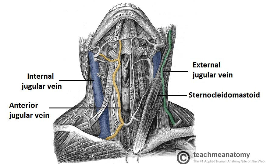 경부 초음파시 우연히 발견된 갑상선 전방의 anterior jugular vein, 전방 경정맥
