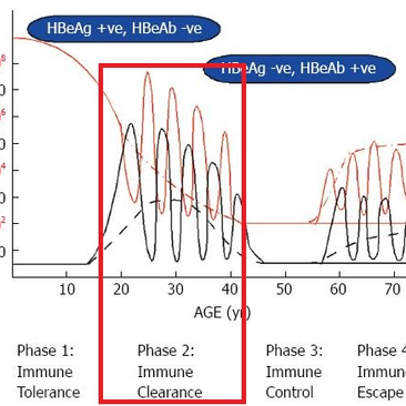 20대, B형 간염 면역제거기, 간수치 상승되어 있어 항바이러스제 투약 결정이 필요 - 동대문구 답십리, 장안동, 우리안애 우리안愛 내과