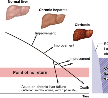 초음파상 진행한 섬유화 혹은 간경화의 판단, 이행단계로서 이분법적 구별은 아니지만.. 약 2년지나 재방문 - 동대문구 답십리, 전농동, 우리안애 우리안愛 내과