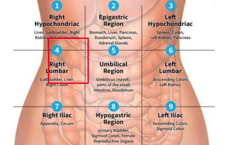세균성 장염의 판단, 복부 압통 확인 - 동대문구 답십리, 전농동, 우리안애 우리안愛 내과