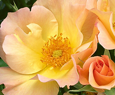 Split Mountain Garden Center (11).png