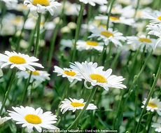 Split Mountain Garden Center (11).png