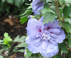 Split Mountain Garden Center (11).png