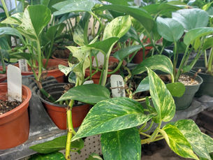 Hawaiian Pothos