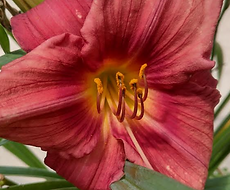 Split Mountain Garden Center (11).png