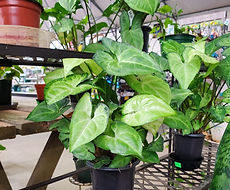Split Mountain Garden Center (11).png