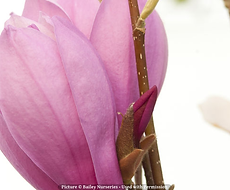 Split Mountain Garden Center (11).png