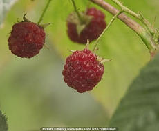 Split Mountain Garden Center (11).png