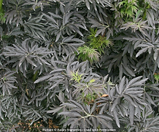 Split Mountain Garden Center (11).png