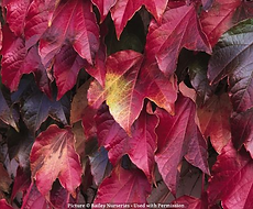Split Mountain Garden Center (11).png