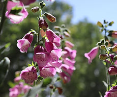 Split Mountain Garden Center (11).png