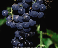 Split Mountain Garden Center (11).png