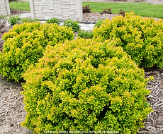 Split Mountain Garden Center (11).png