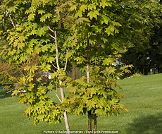 Split Mountain Garden Center (11).png