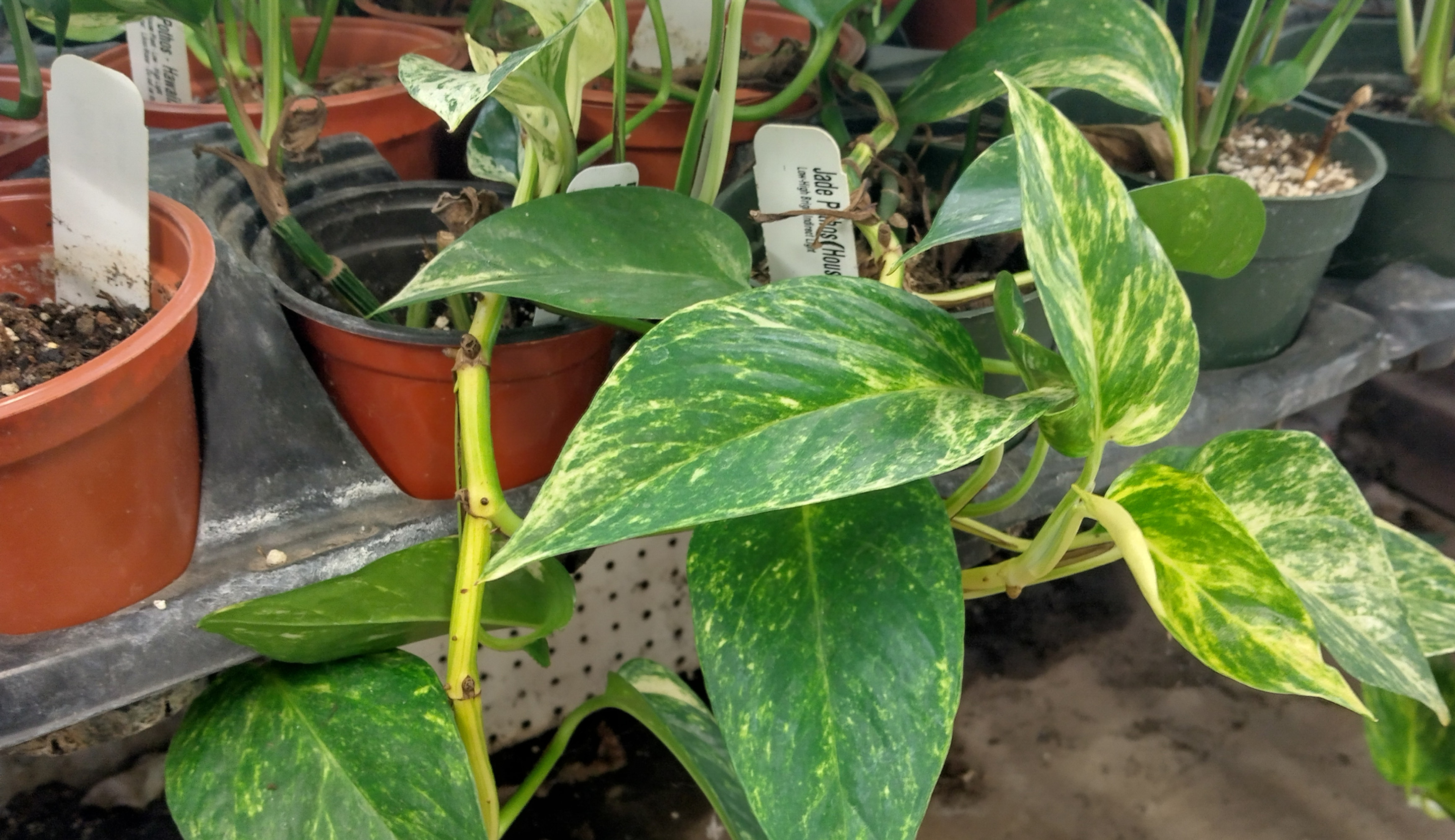 Hawaiian Pothos
