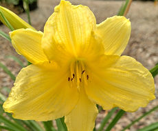 Split Mountain Garden Center (11).png