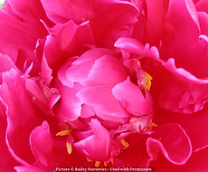 Split Mountain Garden Center (11).png