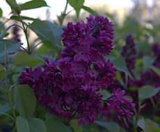 Split Mountain Garden Center (11).png