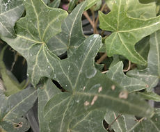 Split Mountain Garden Center (11).png