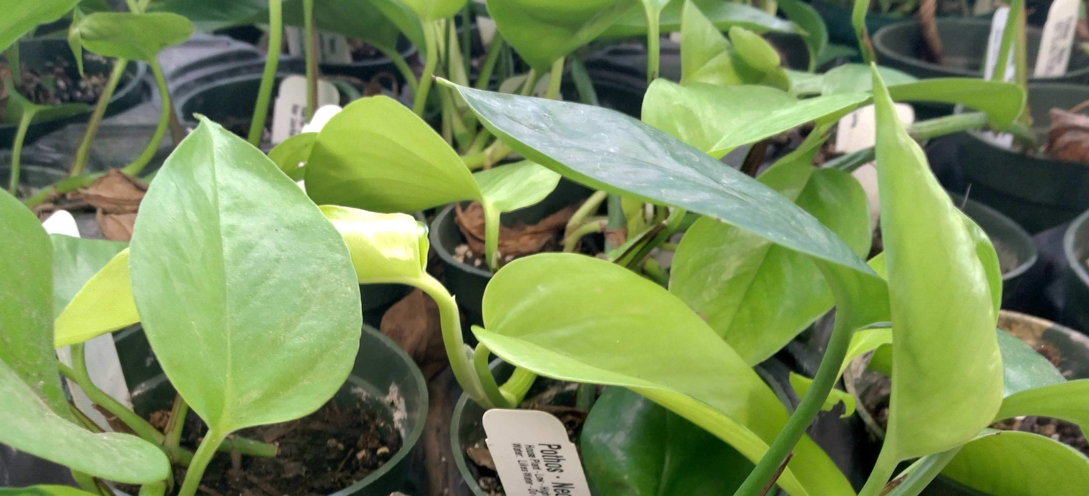 Neon Pothos