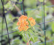 Split Mountain Garden Center (11).png