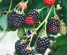 Split Mountain Garden Center (11).png