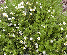 Split Mountain Garden Center (11).png