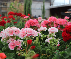 Split Mountain Garden Center (11).png