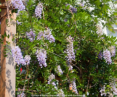 Split Mountain Garden Center (11).png